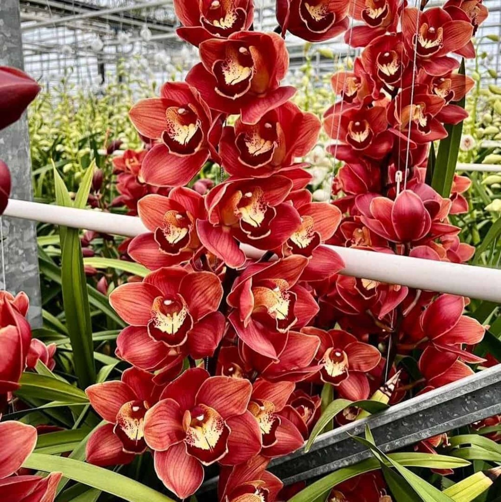 Orquidea cymbidium