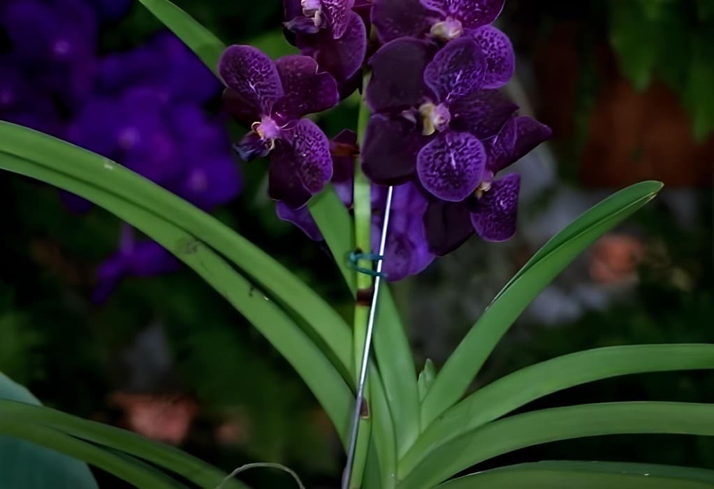 orquidea vanda