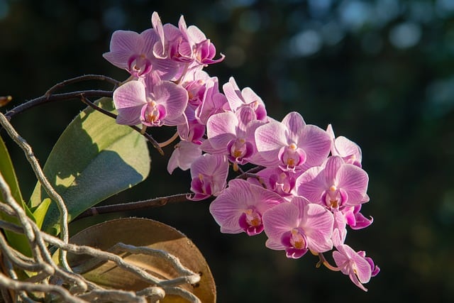 orquideas phalaenopsis