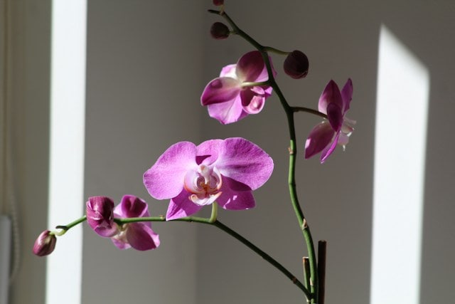 orquideas phalaenopsis 2