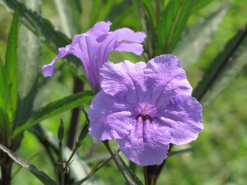 petunia mexicana