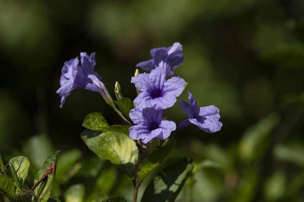 petunia mexicana 2