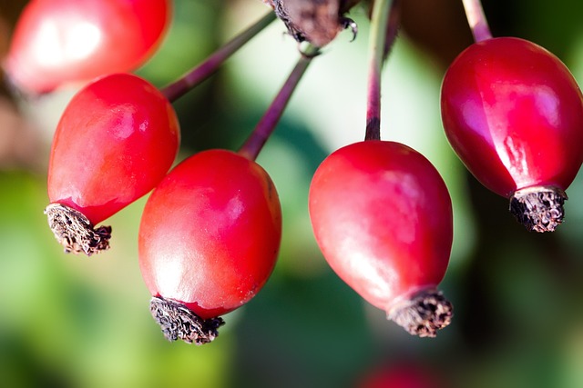 rosa canina