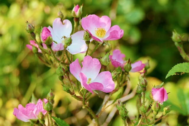 rosa canina 2