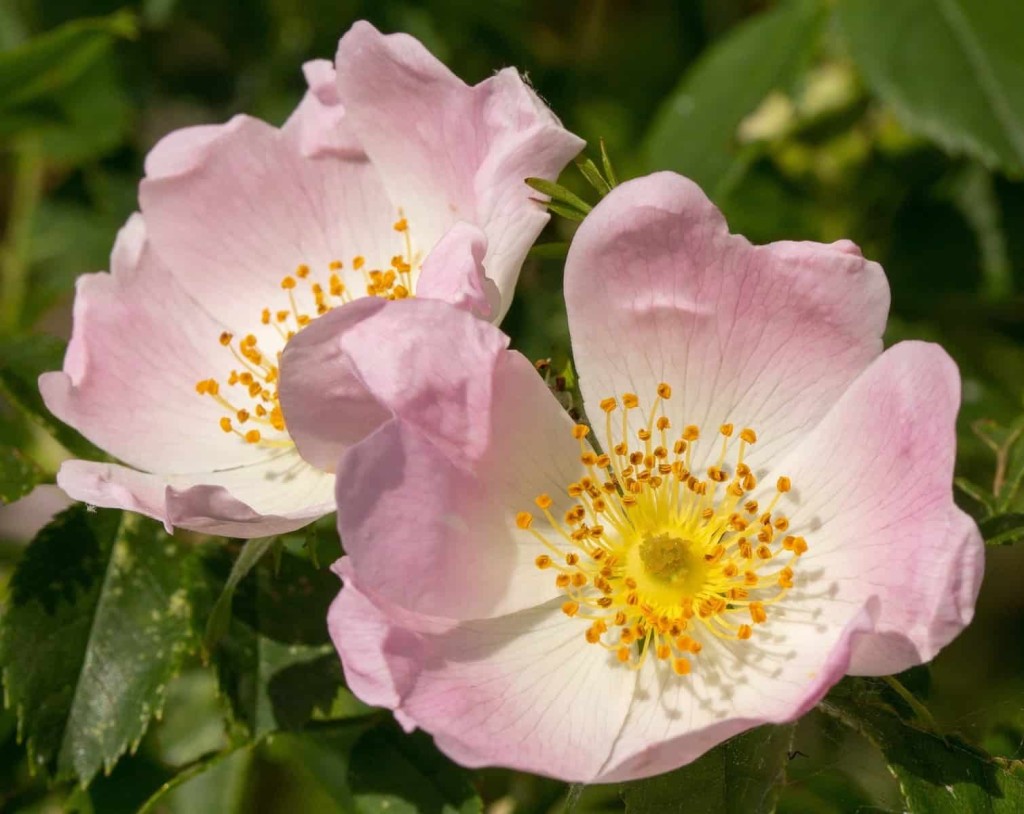 rosa canina