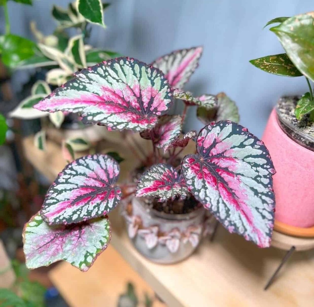 begonia rex