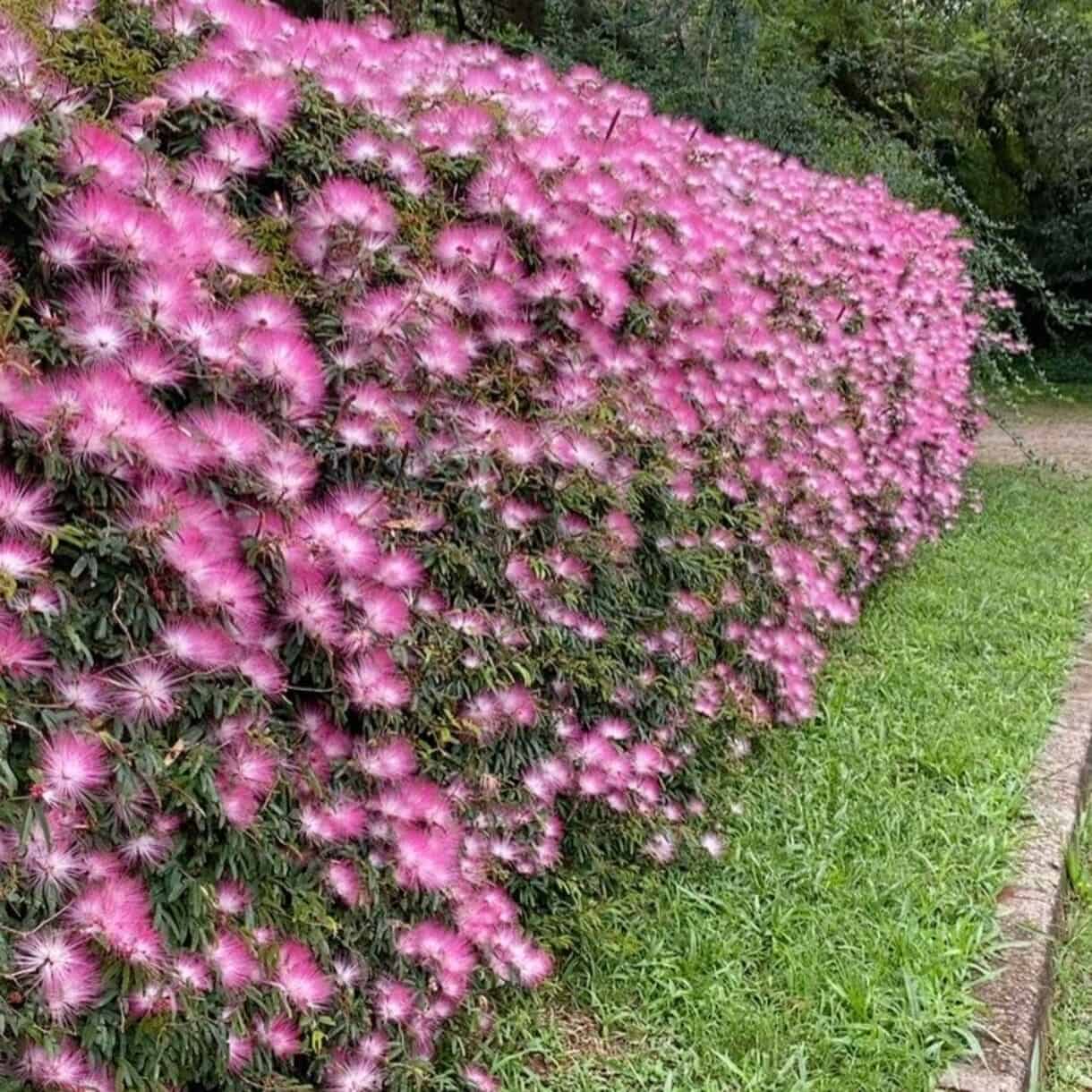 cerca viva com flores