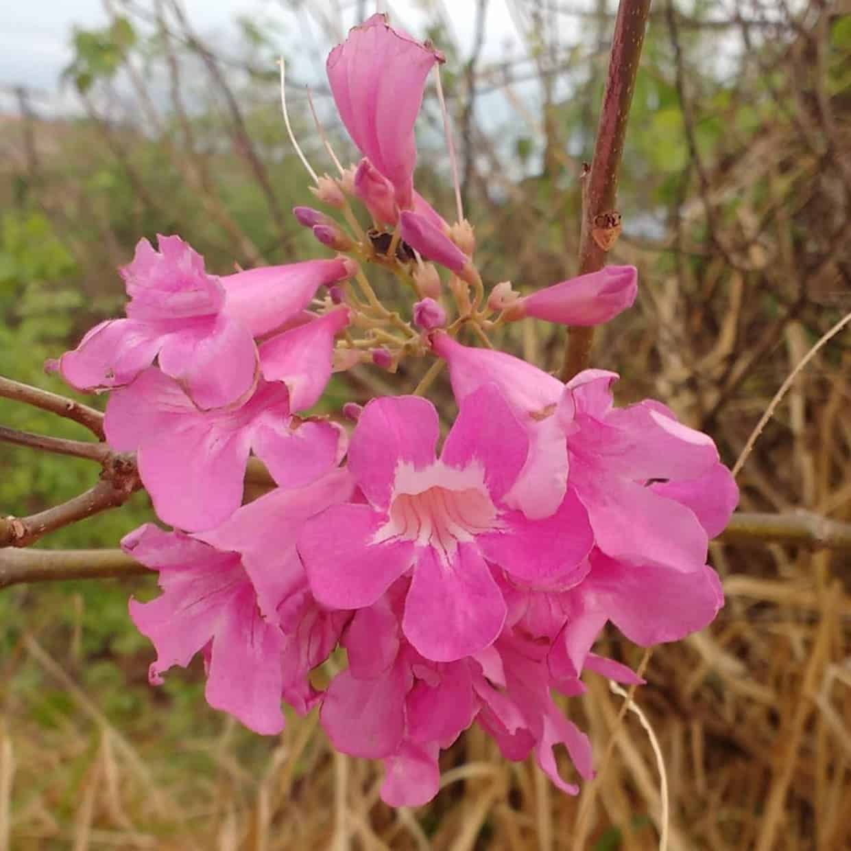 cipó rosa