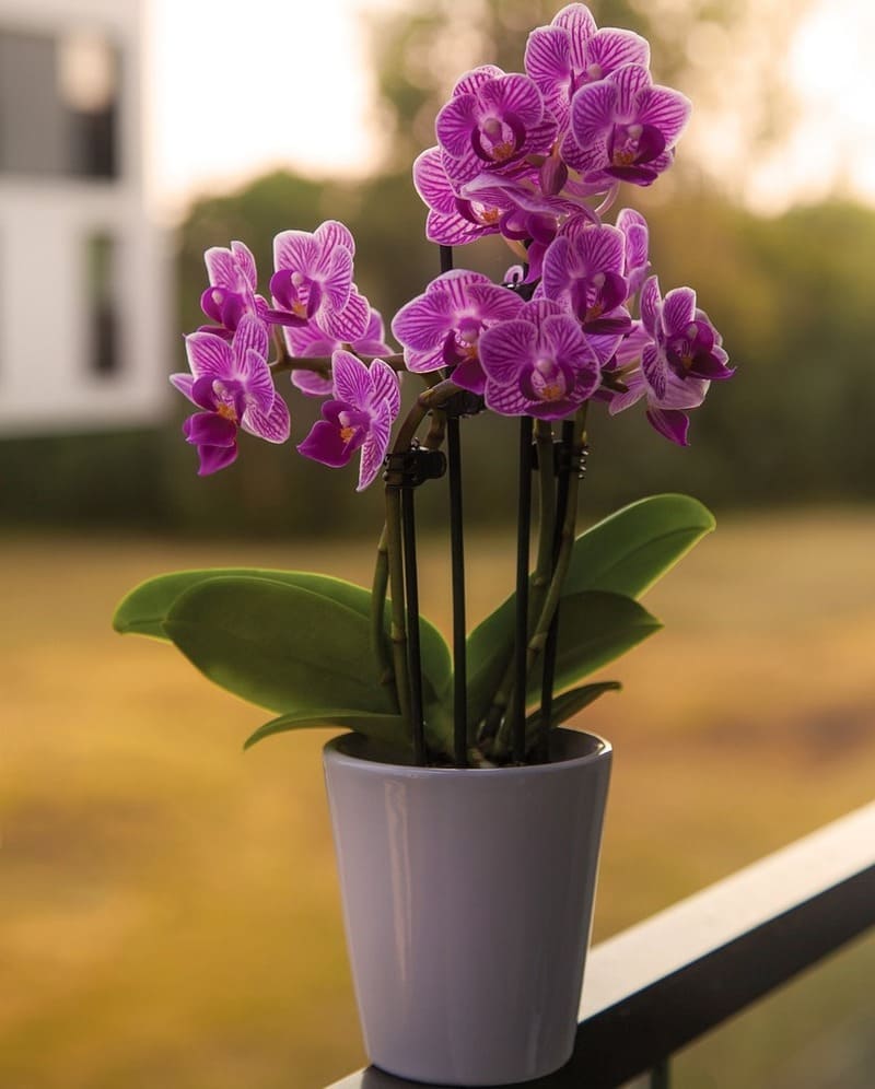 como cuidar de orquidea no vaso