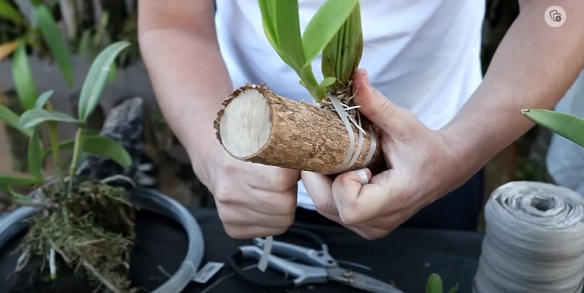 Como plantar orquídeas em tronco seco