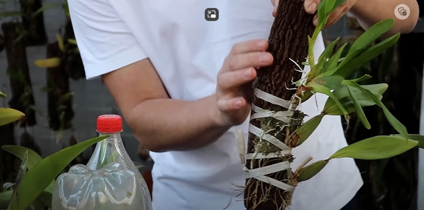 Como plantar orquídeas em tronco seco