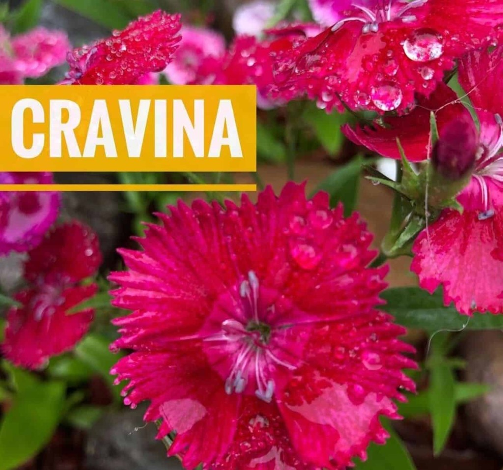 cravina