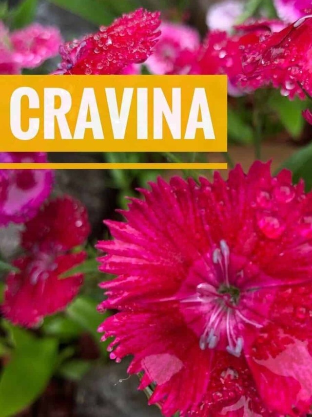 cravina