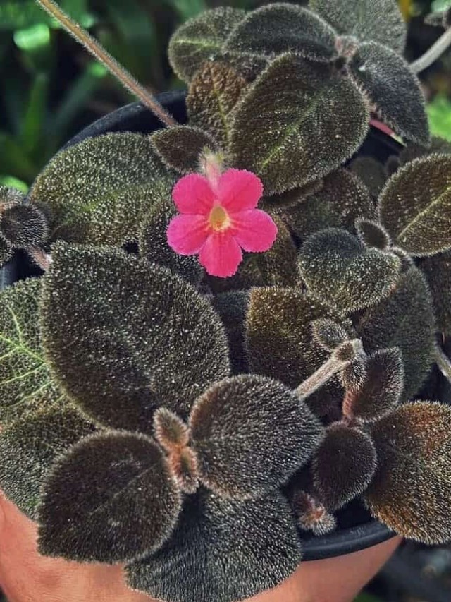 cropped-episcia-cupreata-1.jpg