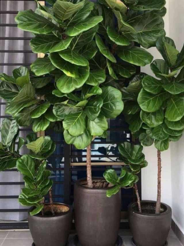 Ficus lyrata