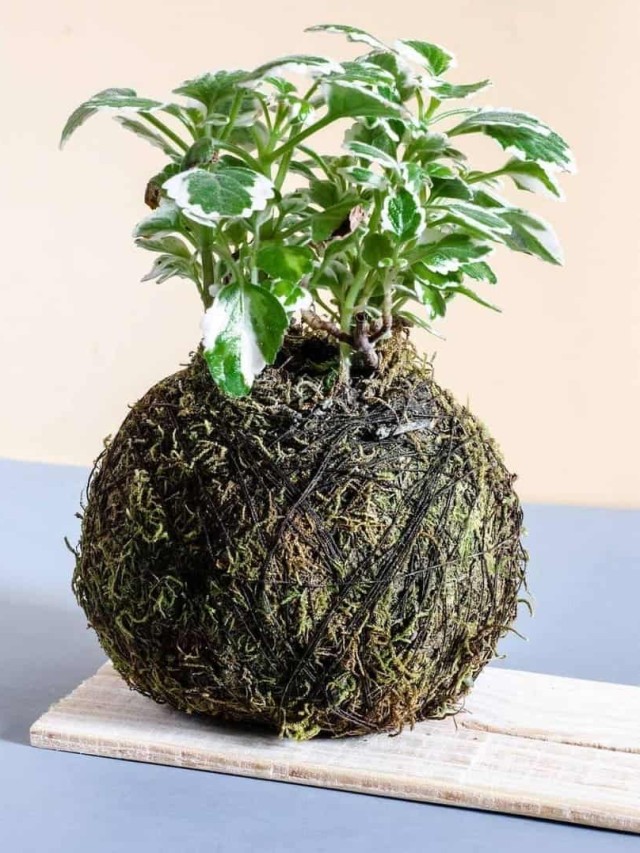 cropped-kokedama-capa-1.jpg