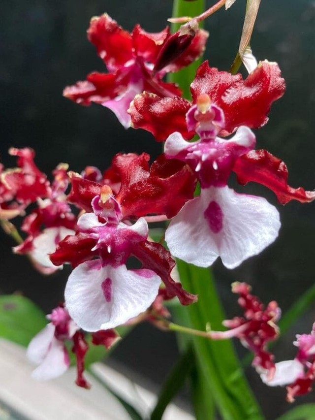 cropped-orquidea-oncidium-sharry-baby-2.jpg