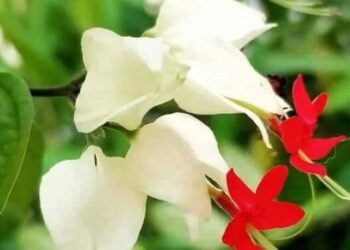 cropped-planta-lagrima-de-cristo-1.jpg