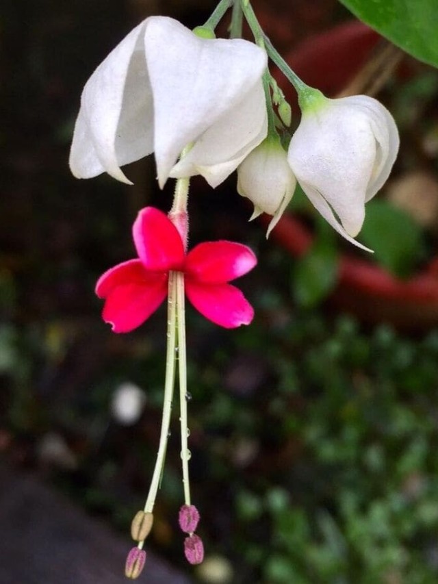 cropped-planta-lagrima-de-cristo-2.jpg