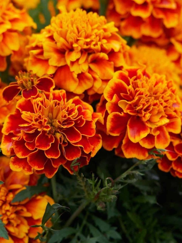 tagetes