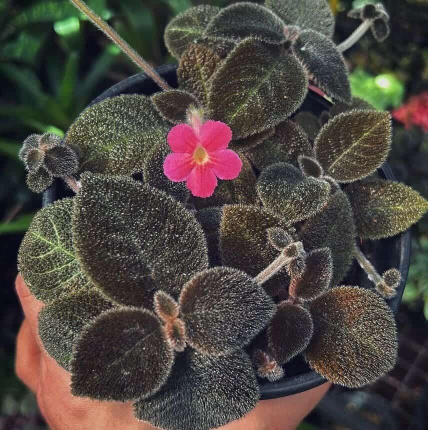 episcia cupreata