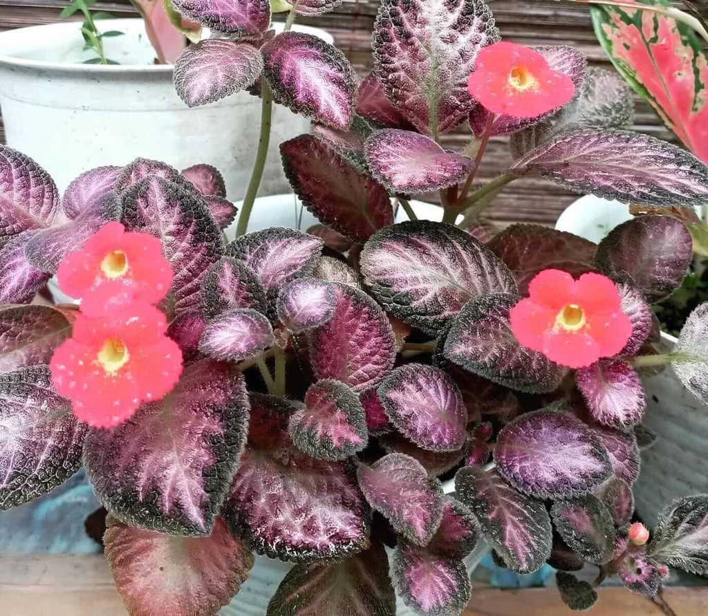 Episcia