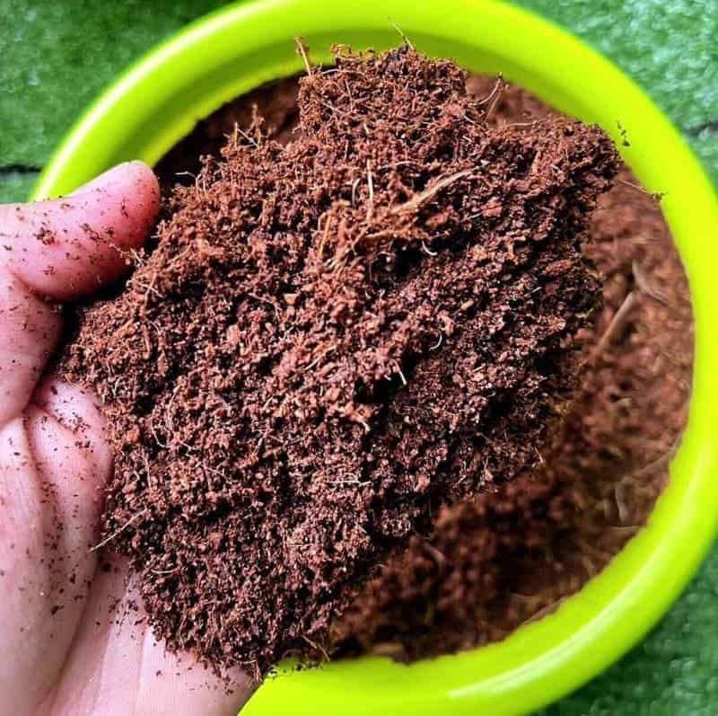 fibra de coco para plantas 1