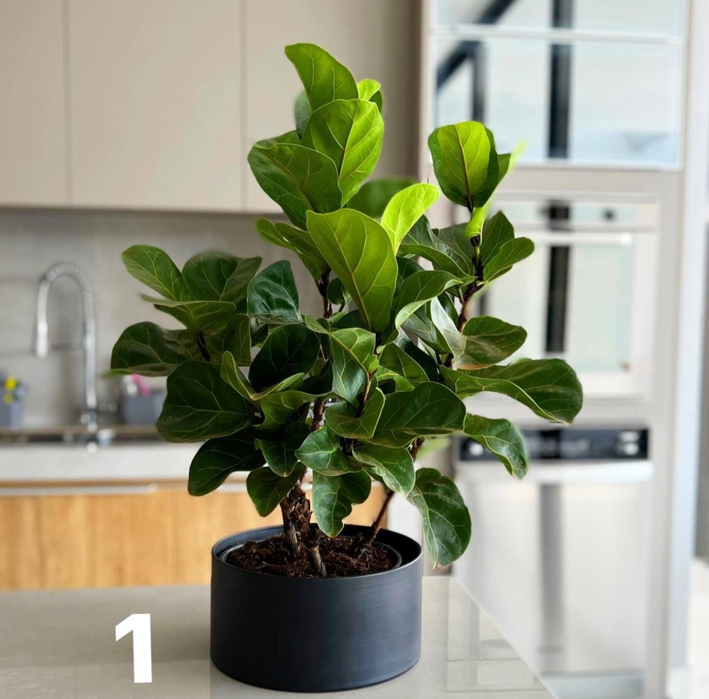 ficus lyrata 1