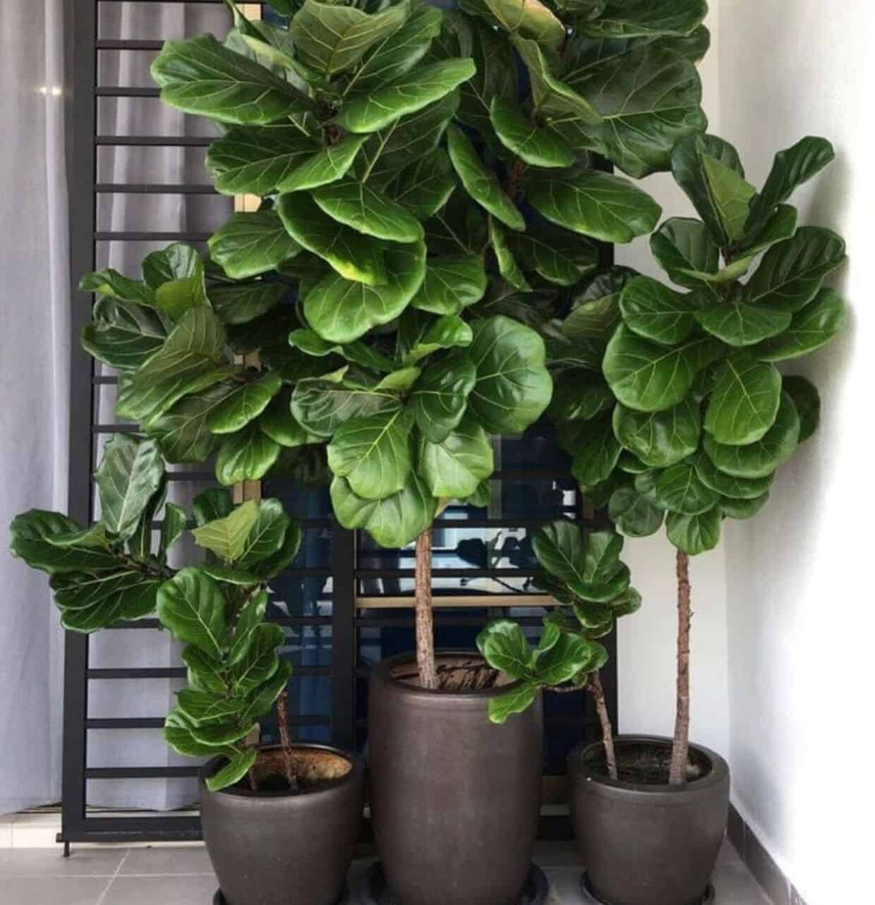 Ficus lyrata