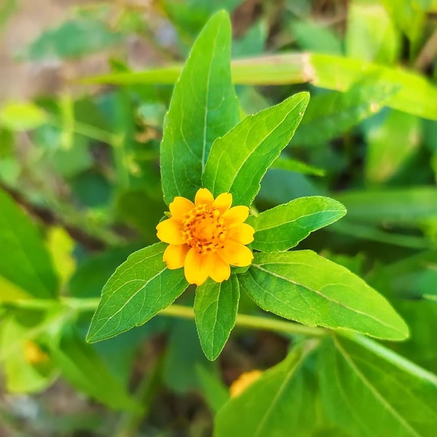 flor botao de ouro