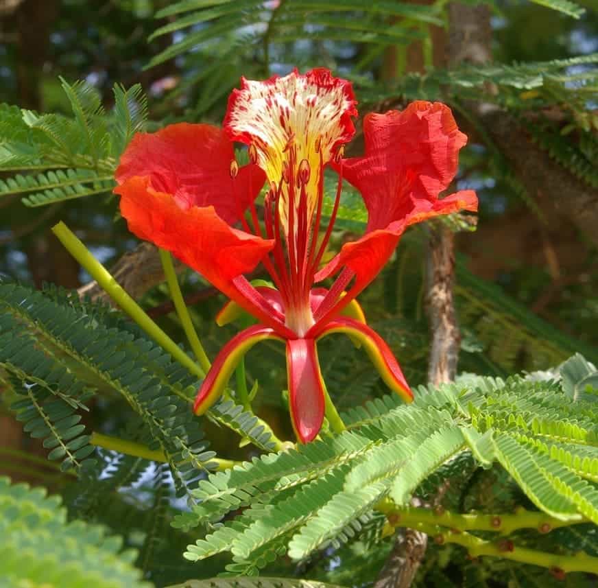 flor de flamboyant