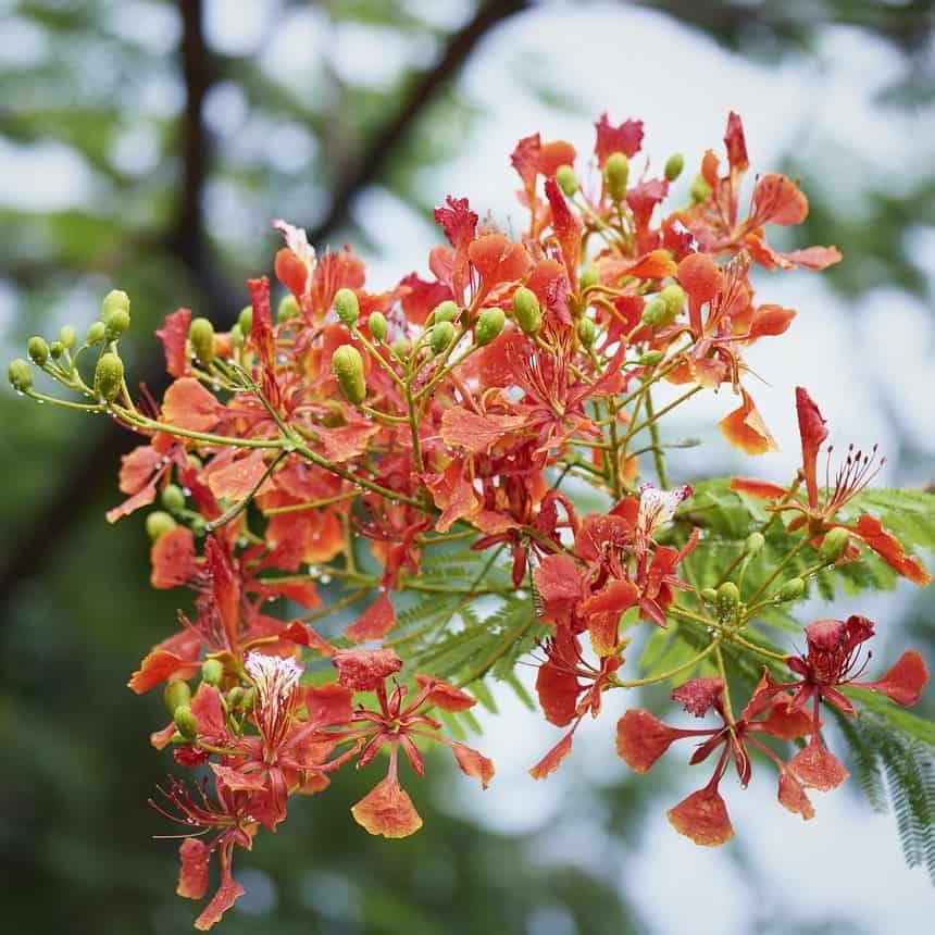 flor de flamboyant