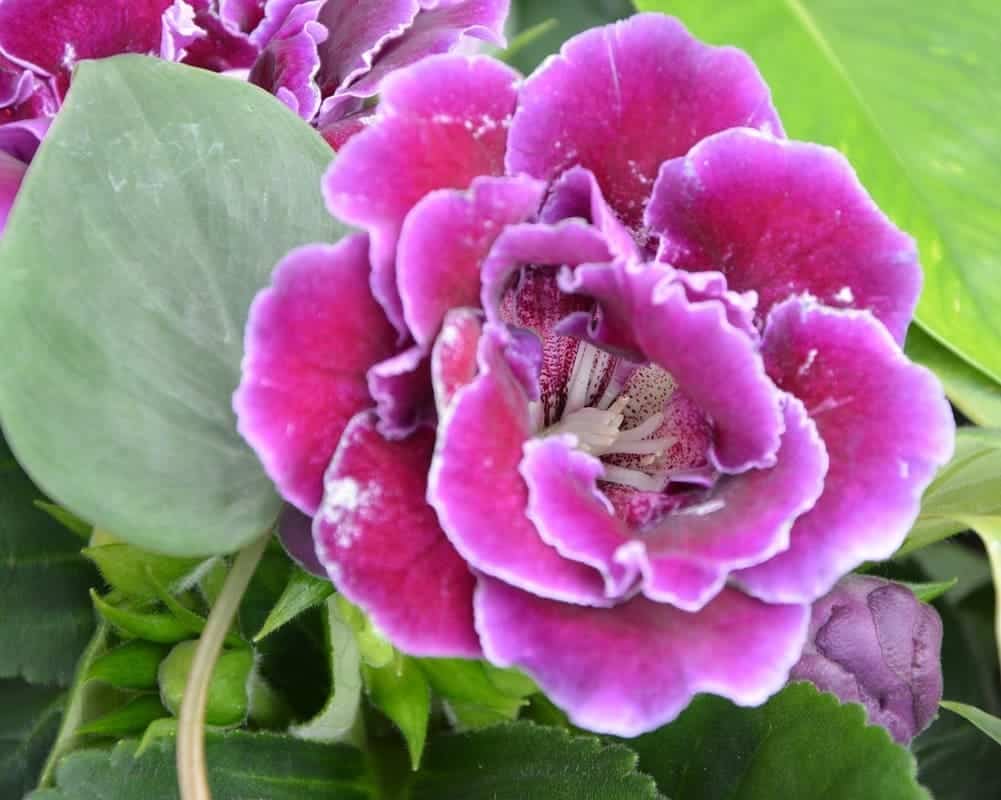 gloxinia