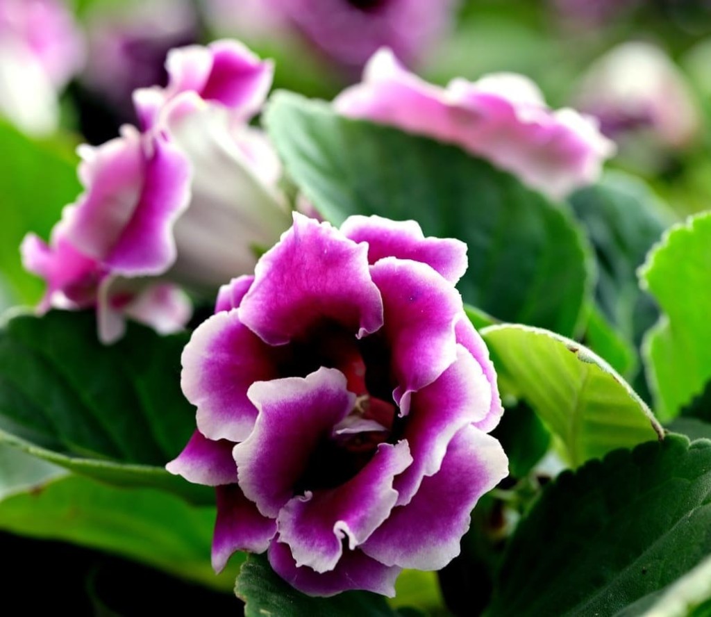 gloxinia 2