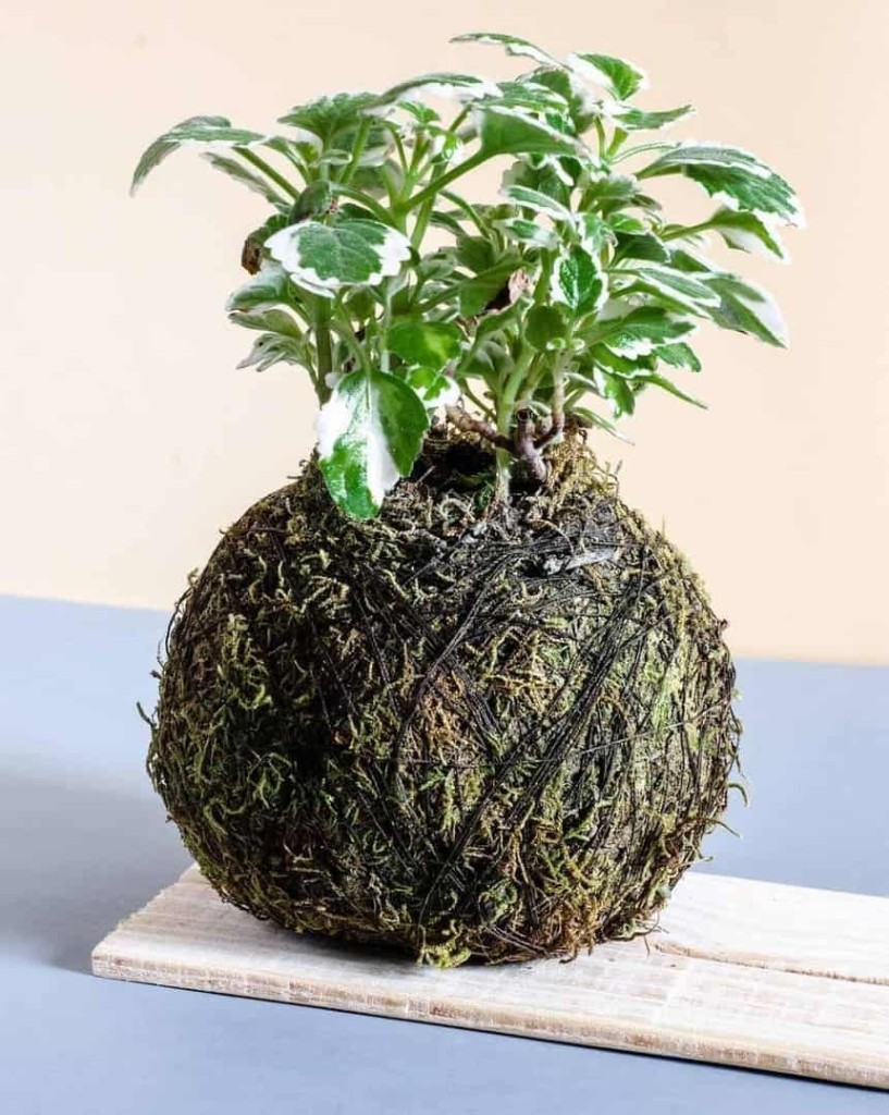 kokedama