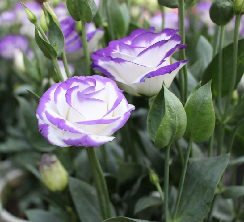 lisianthus