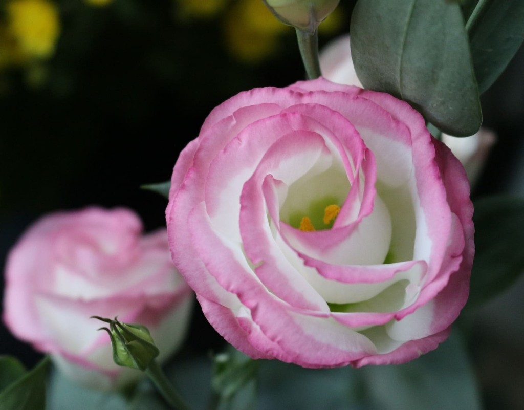 lisianthus