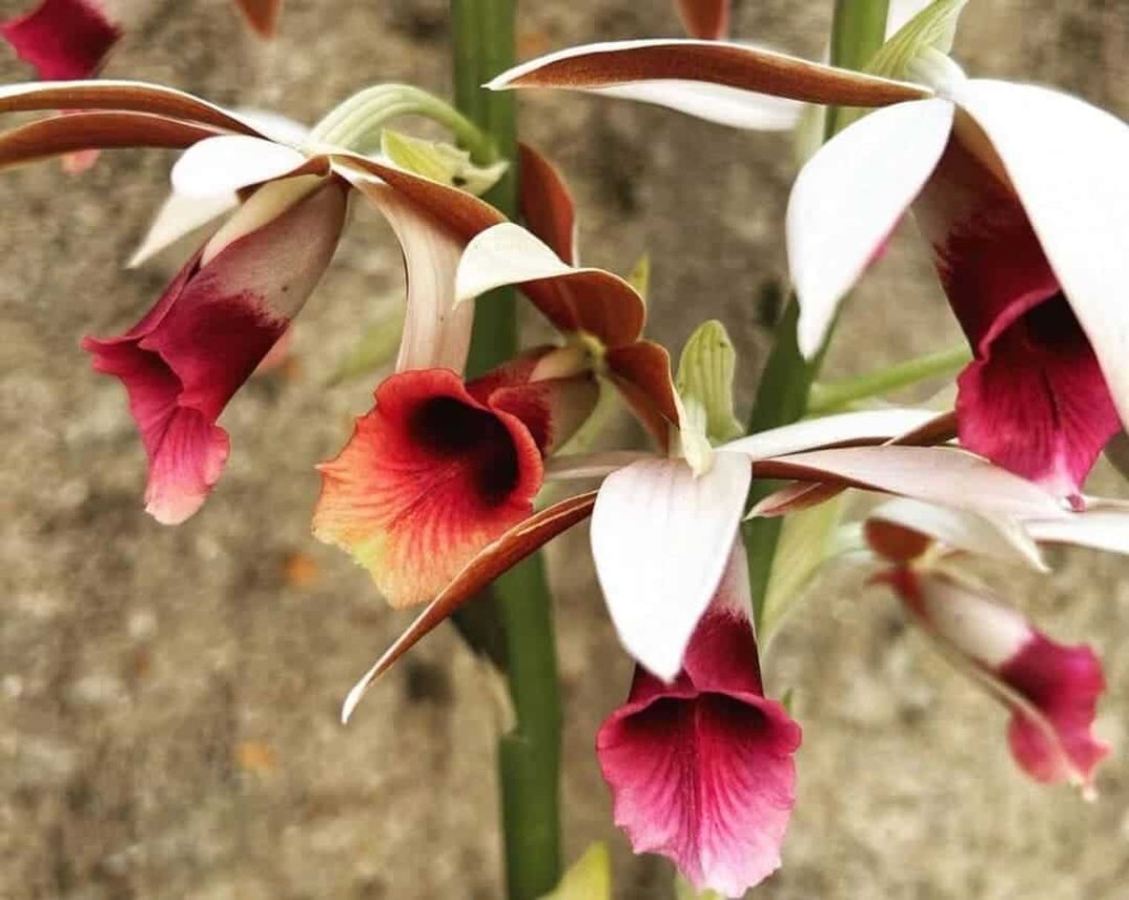 orquidea capuz de freira