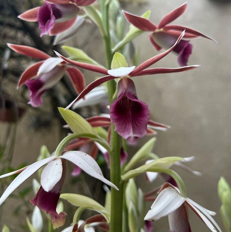 orquidea capuz de freira