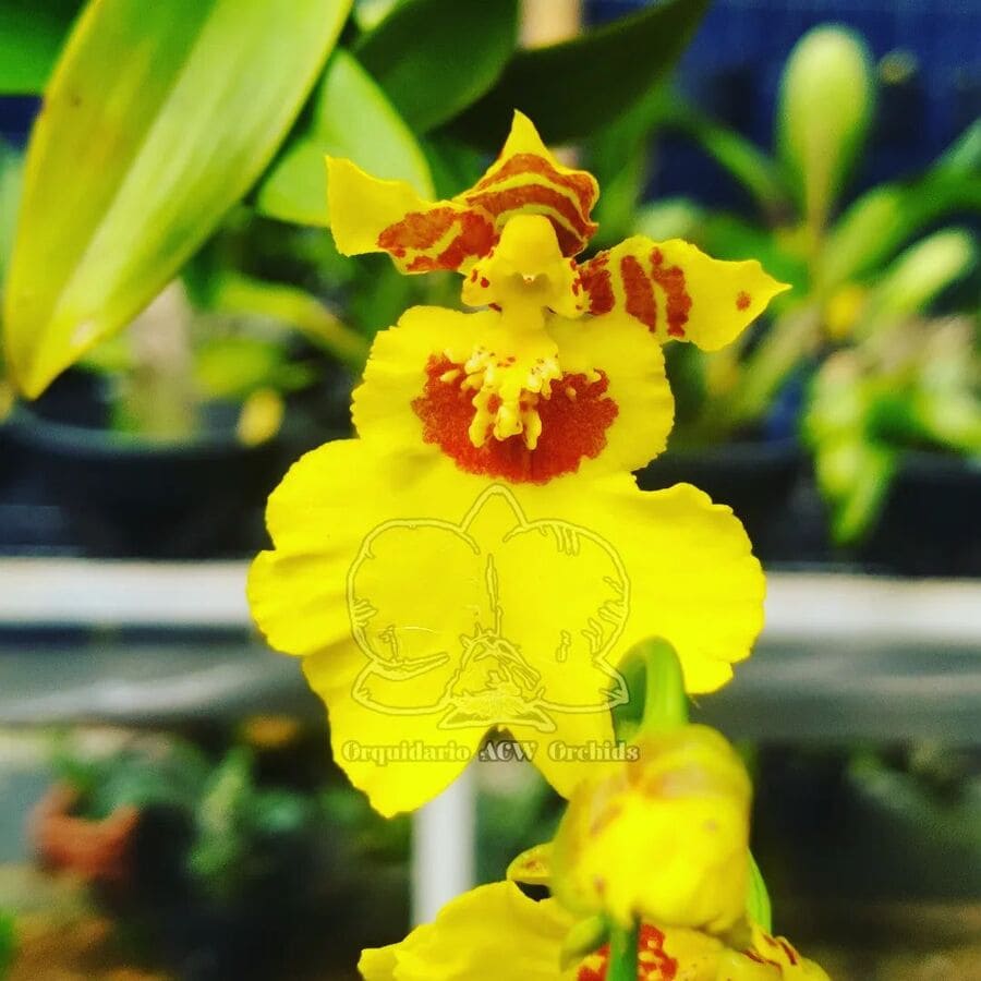 orquidea oncidium aloha