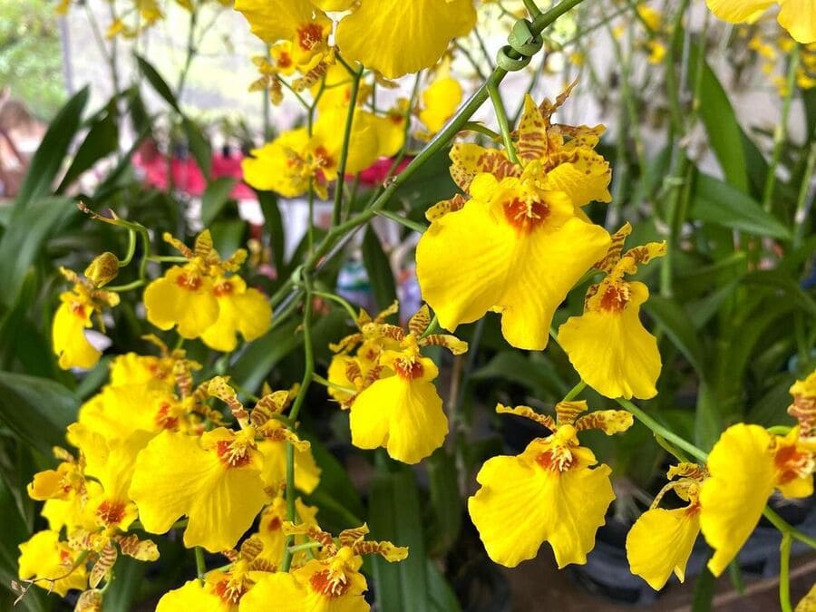 orquidea oncidium aloha 2