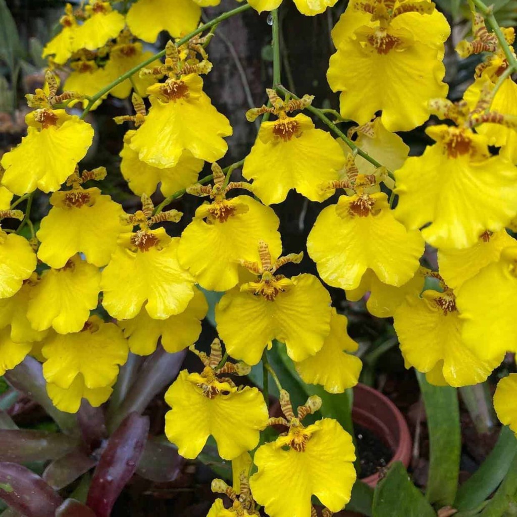 oncidium aloha