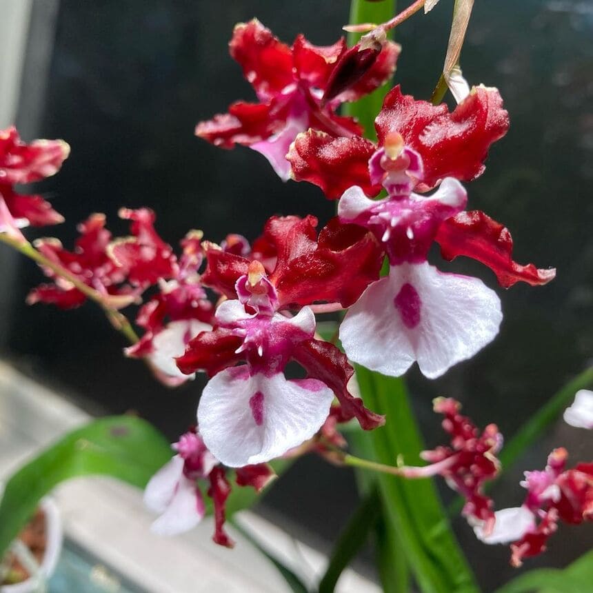 orquidea oncidium sharry baby