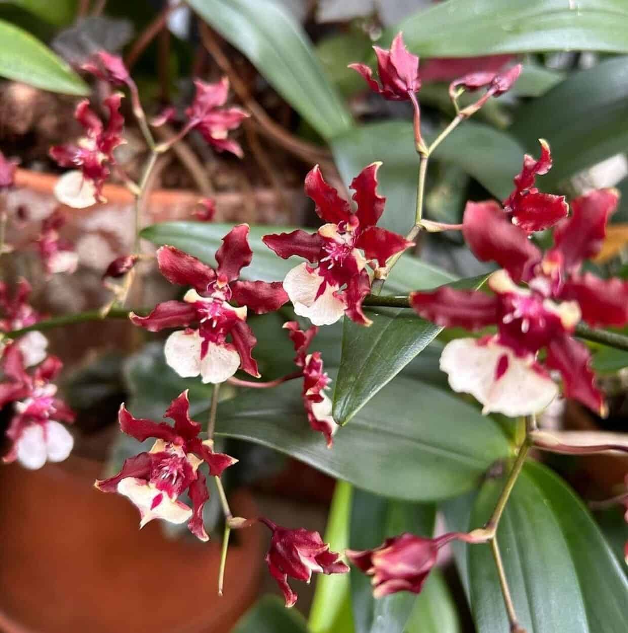 orquidea oncidium sharry baby