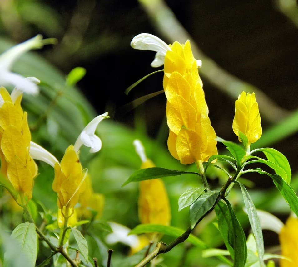 planta camarao-amarelo