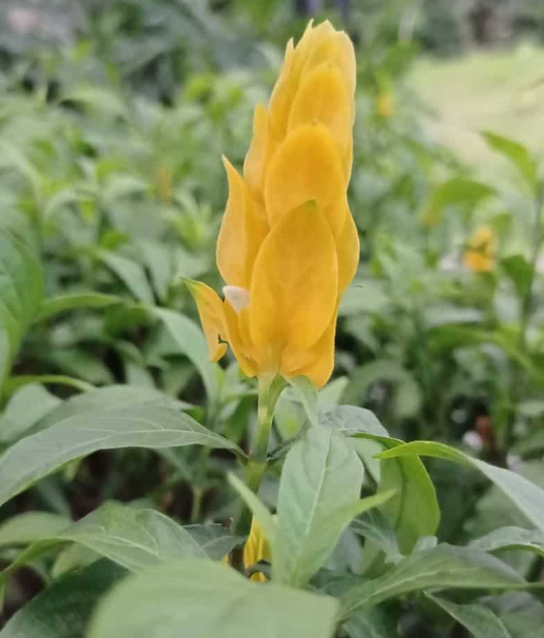 planta camarao-amarelo