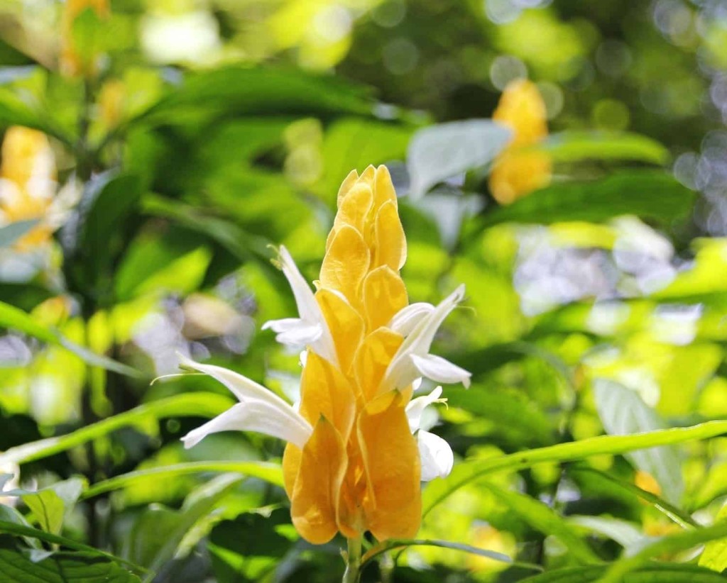 Planta camarao amarelo