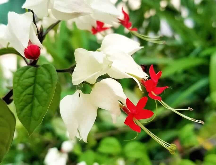 planta trepadeira com flores 