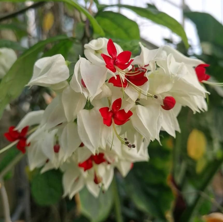 planta lagrima de cristo