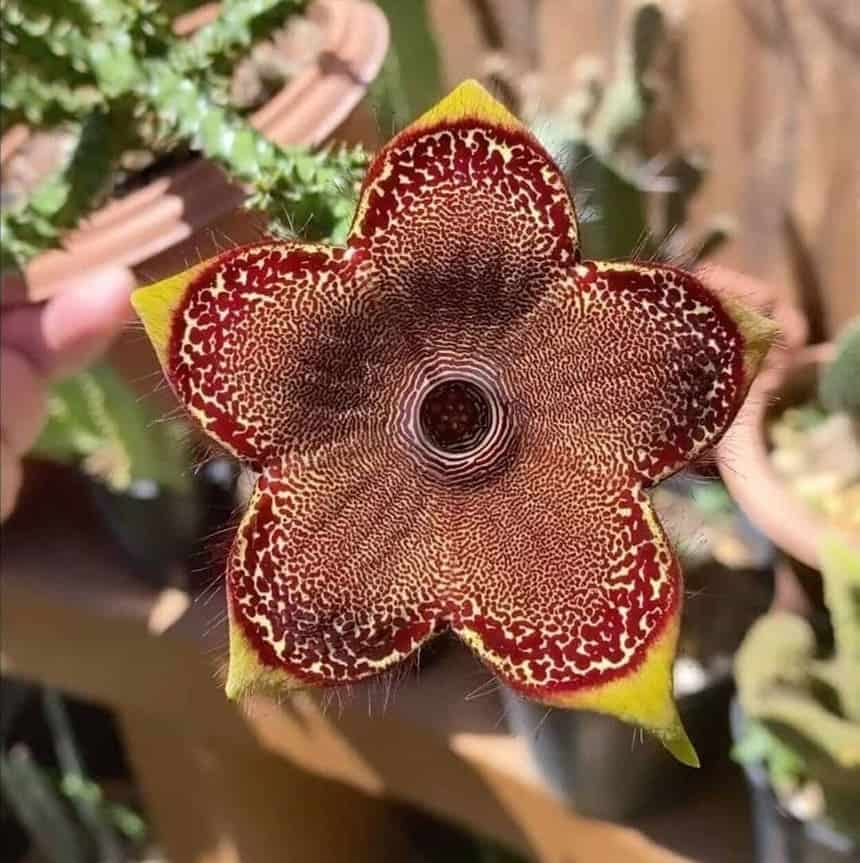 Edithcolea grandis